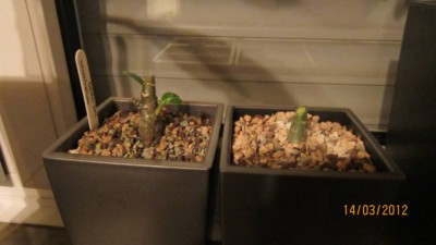 Wüstis beschnitten.jpg