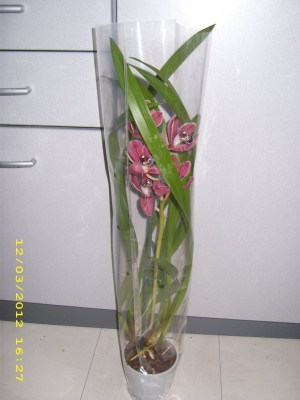 033296ee.xl.jpg