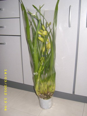 d6c23320.xl.jpg