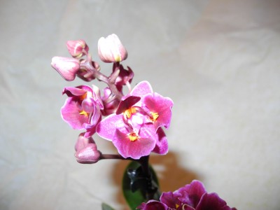 DSCN2963.JPG