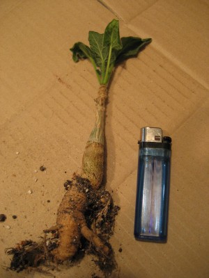 uncarina august2011.jpg
