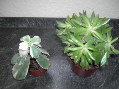 PICT2094.JPG