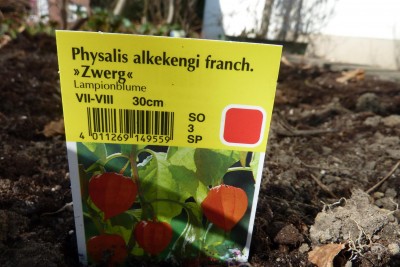 Physalis (2).JPG