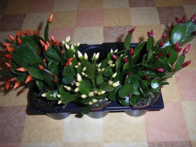 RIMG0357.JPG