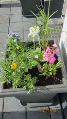 Frühling.jpg