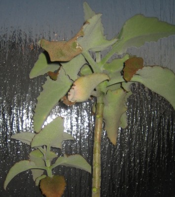 Bild green24 3 622.jpg