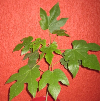 Bild green24 3 616.jpg