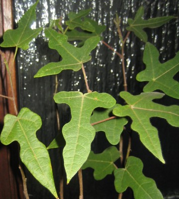 Bild green24 3 621.jpg