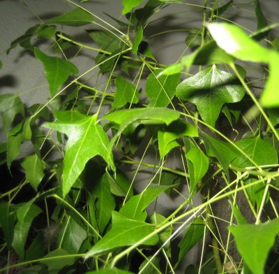 Bild green24 3 619.jpg