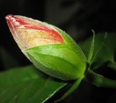 Bild green24 3 618.jpg