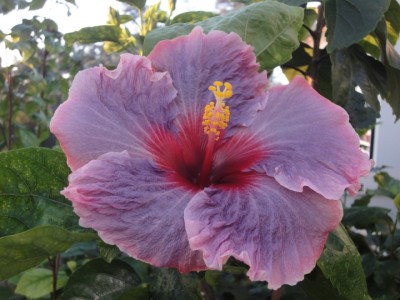 Tahitian Antique Purple.JPG