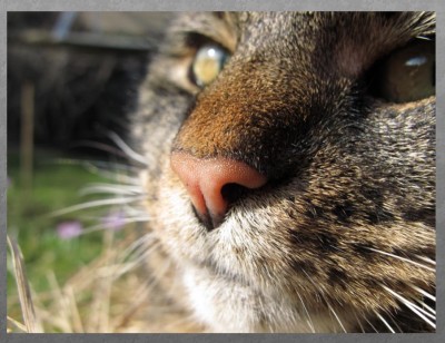 katzennase.jpg