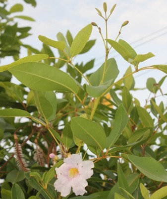 121. Baum, IMG_8289.JPG