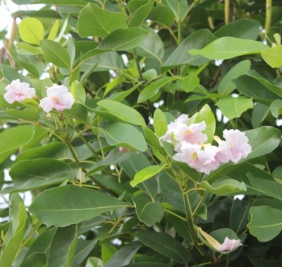 121. Baum, IMG_8284.JPG