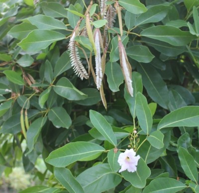 121. Baum, IMG_8280.JPG