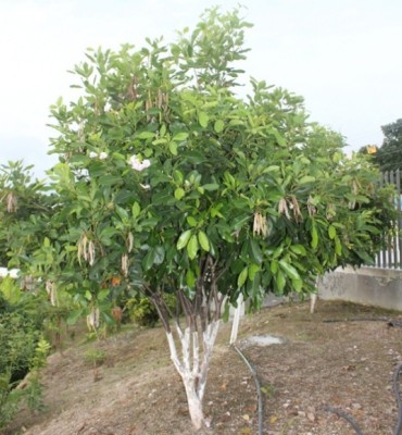 121. Baum, IMG_8285.JPG