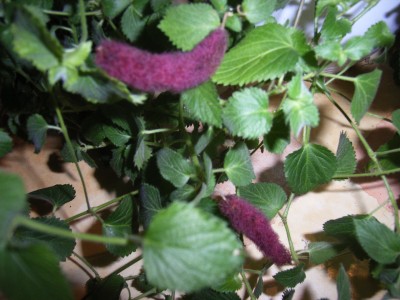 RIMG0368.JPG