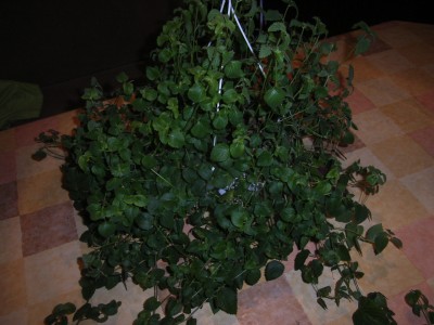 RIMG0370.JPG