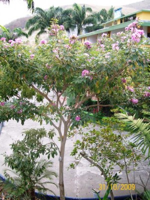 Tabebuia rosea 3.jpg