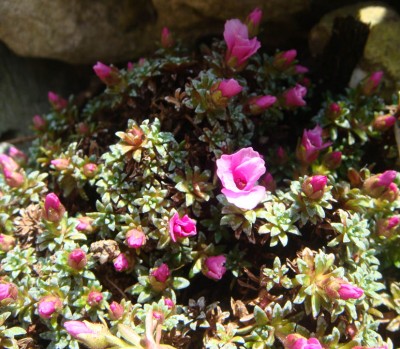 Saxifraga lilacina Krustensteinbrech.jpg