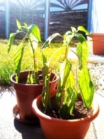 2012-03-16 mkk14.35.32.jpg