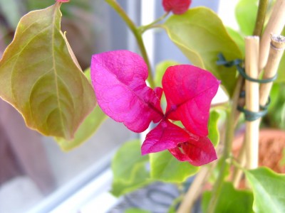 Blüte 26.08.07.JPG