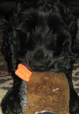 Bild green24 3 596.jpg