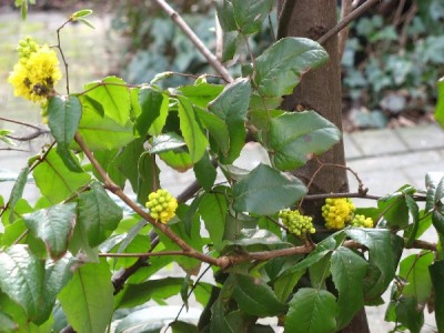 in HainbuchenHecke.jpg