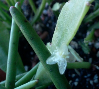 micrantha 1 16.03..jpg