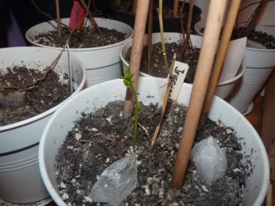 passiflora incarnata alba.jpg