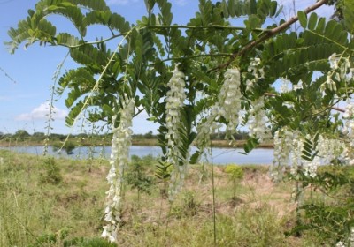 123. Baum, IMG_8343.JPG