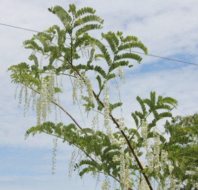 123. Baum, IMG_8332.JPG