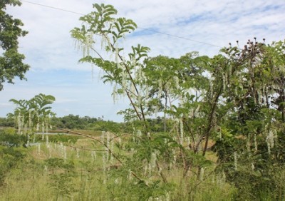 123. Baum, IMG_8331.JPG