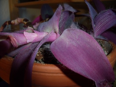 DSCF0196.JPG