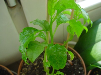 DSC00104.JPG