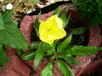 PICT0384.JPG
