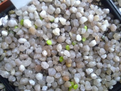 lithops lesliei ssp lesliei v lesliei storms albinigold.jpg