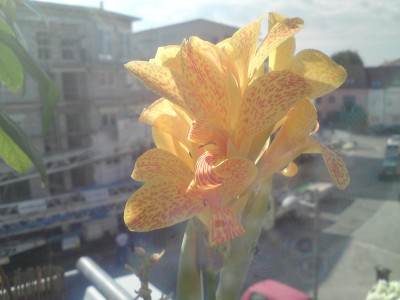 Canna Indica Gelb.JPG
