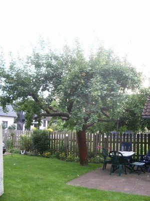 schöner von Boskoop Gesamtansicht.JPG