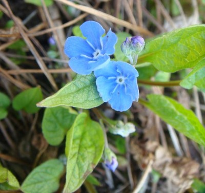 Omphalodes verna.jpg