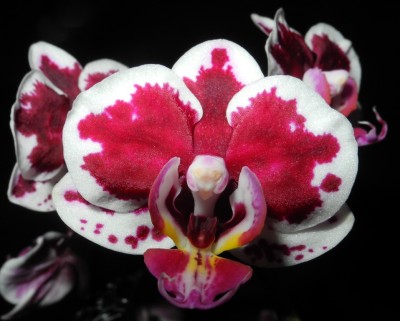 Phalaenopsis Vietnam.jpg