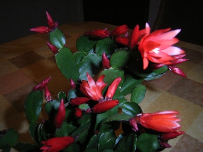 RIMG0399.JPG
