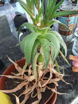 DSCF7561.JPG