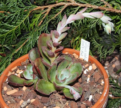 Echeveria fulgens var. obtusifolia 2009-142 (2a).jpg