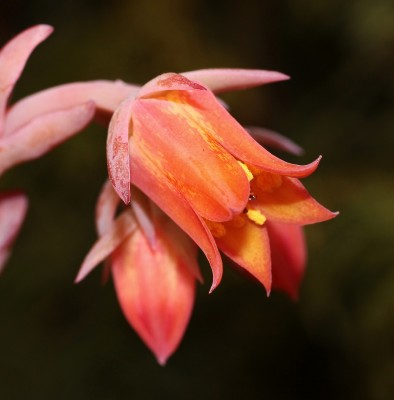 Echeveria fulgens var. obtusifolia 2009-142 (3a).jpg