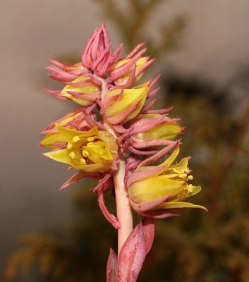 Echeveria rosea 2010-219 (2a).jpg