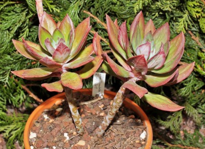 Echeveria rosea 2010-219 (1a).jpg