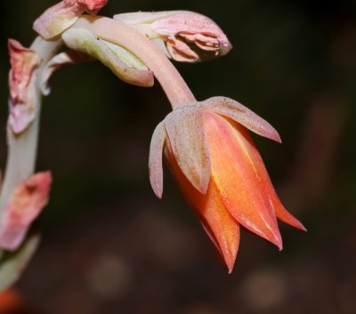 Echeveria fulgens (4a).jpg