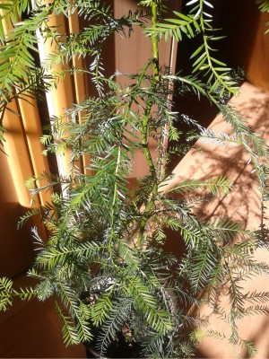 2012-03-20 15.11.01.jpg