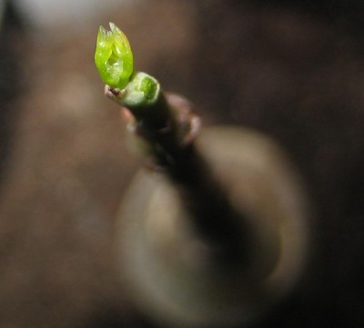 Bild green24 3 656.jpg
